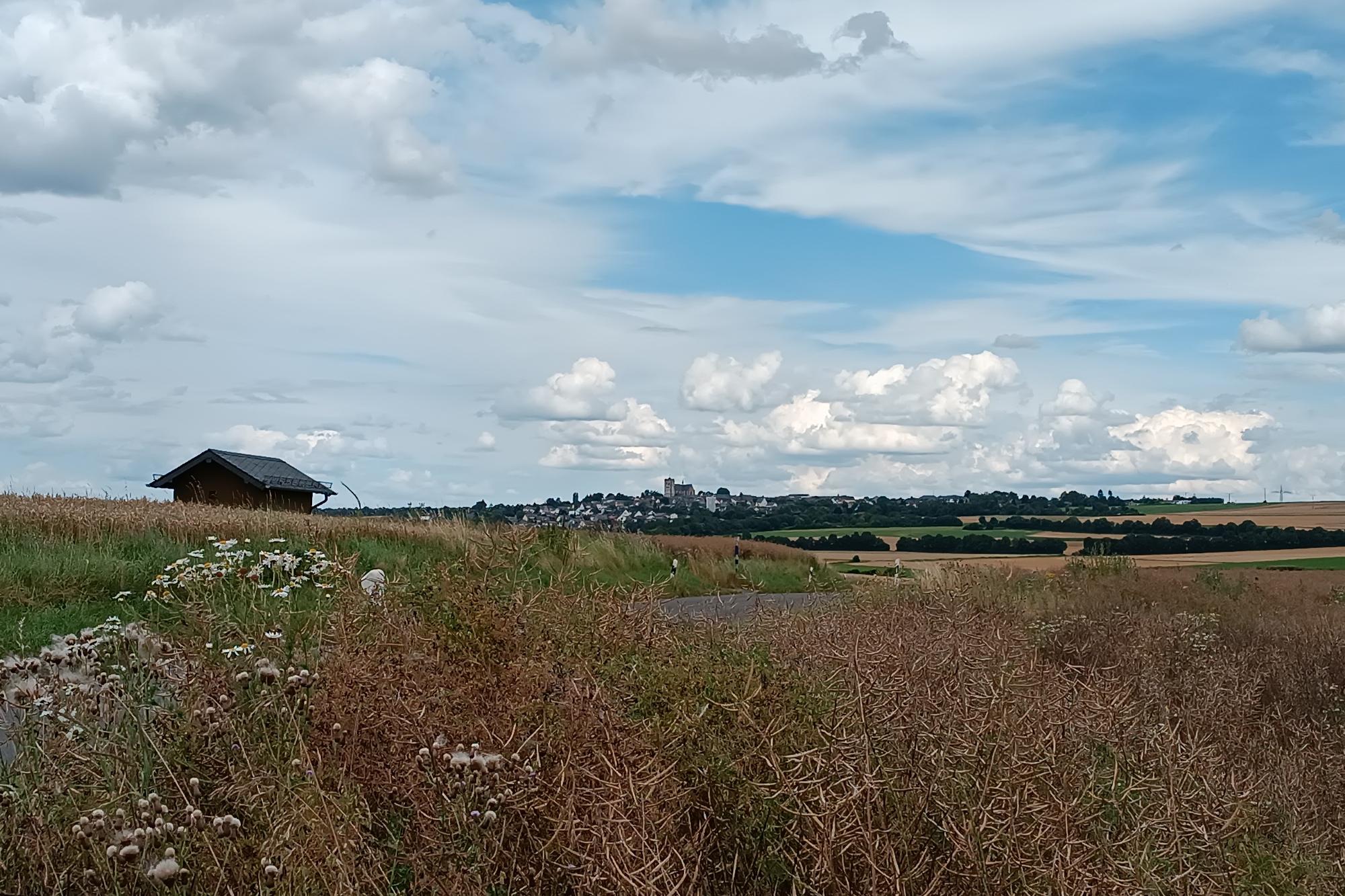 Blick von einem Feldweg vor Pillig aus über die reifen Ährenfelder nach Münstermaifeld, zu sehen ist das Westwerk der Kirche