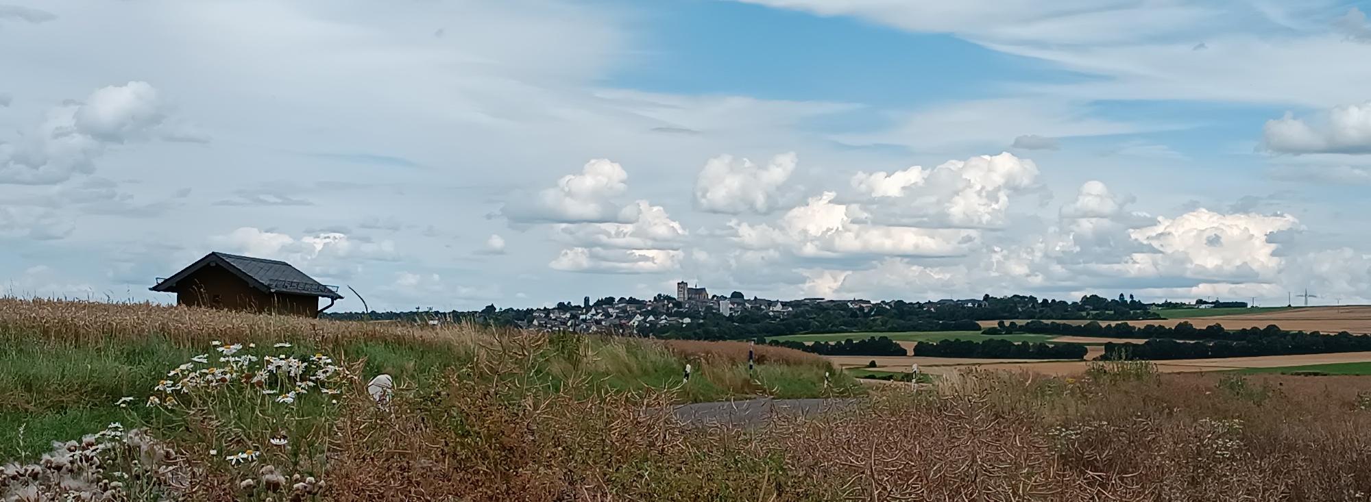 Blick von einem Feldweg vor Pillig aus über die reifen Ährenfelder nach Münstermaifeld, zu sehen ist das Westwerk der Kirche