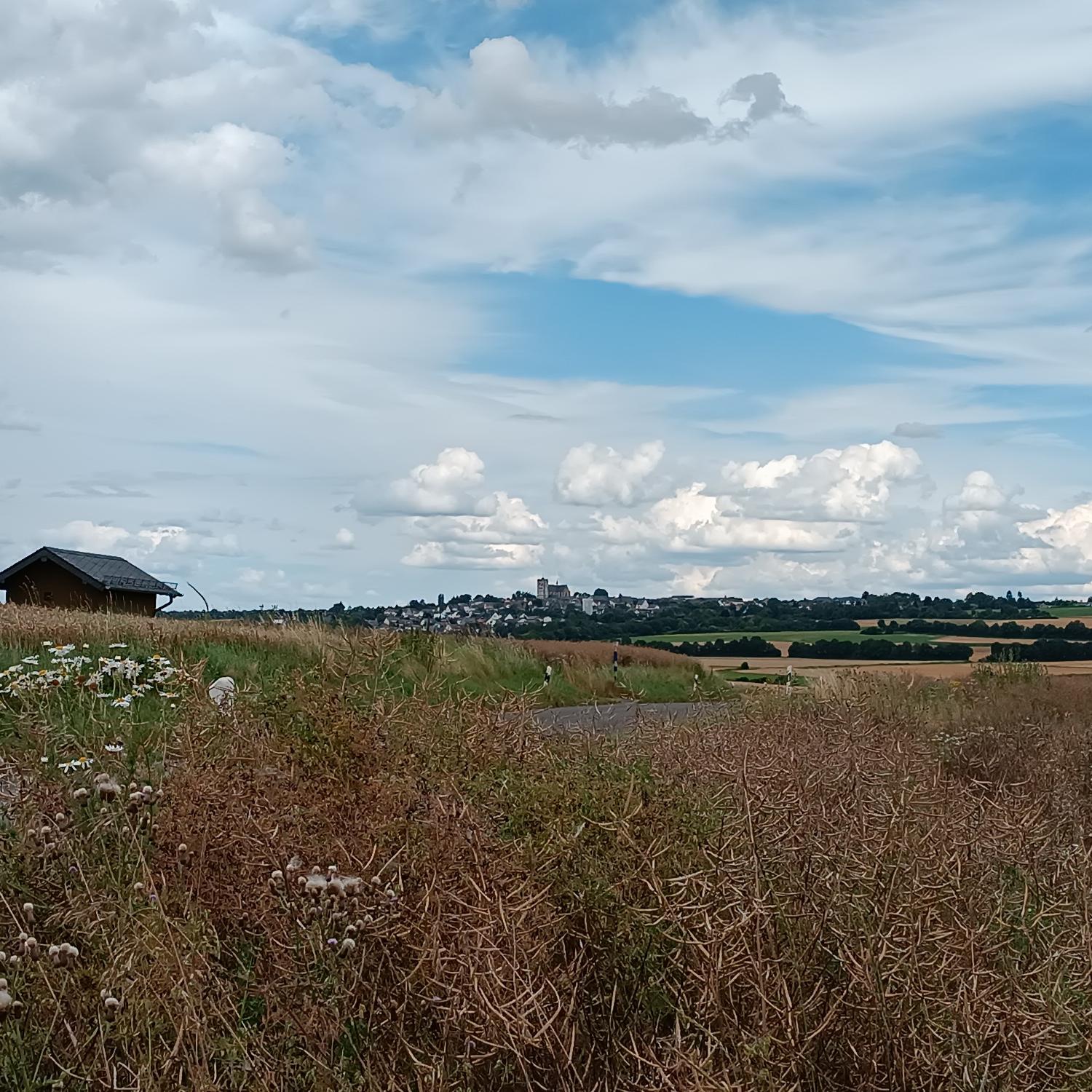 Blick von einem Feldweg vor Pillig aus über die reifen Ährenfelder nach Münstermaifeld, zu sehen ist das Westwerk der Kirche