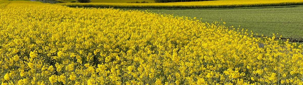 Blick über ein gelb blühendes Rapsfeld