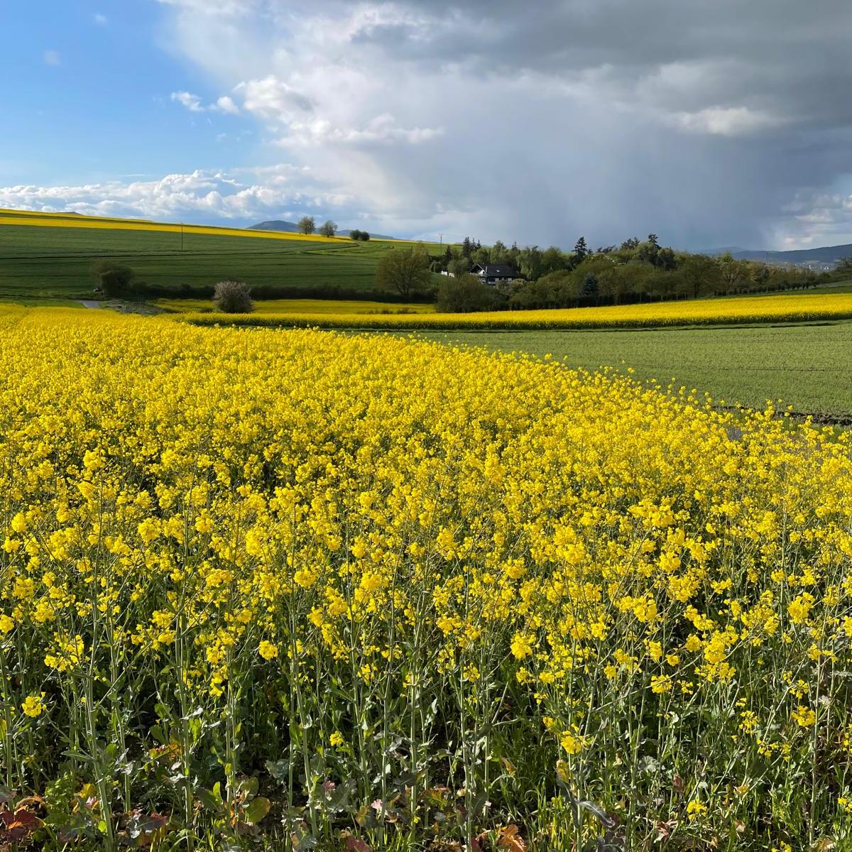 Blick über ein gelb blühendes Rapsfeld