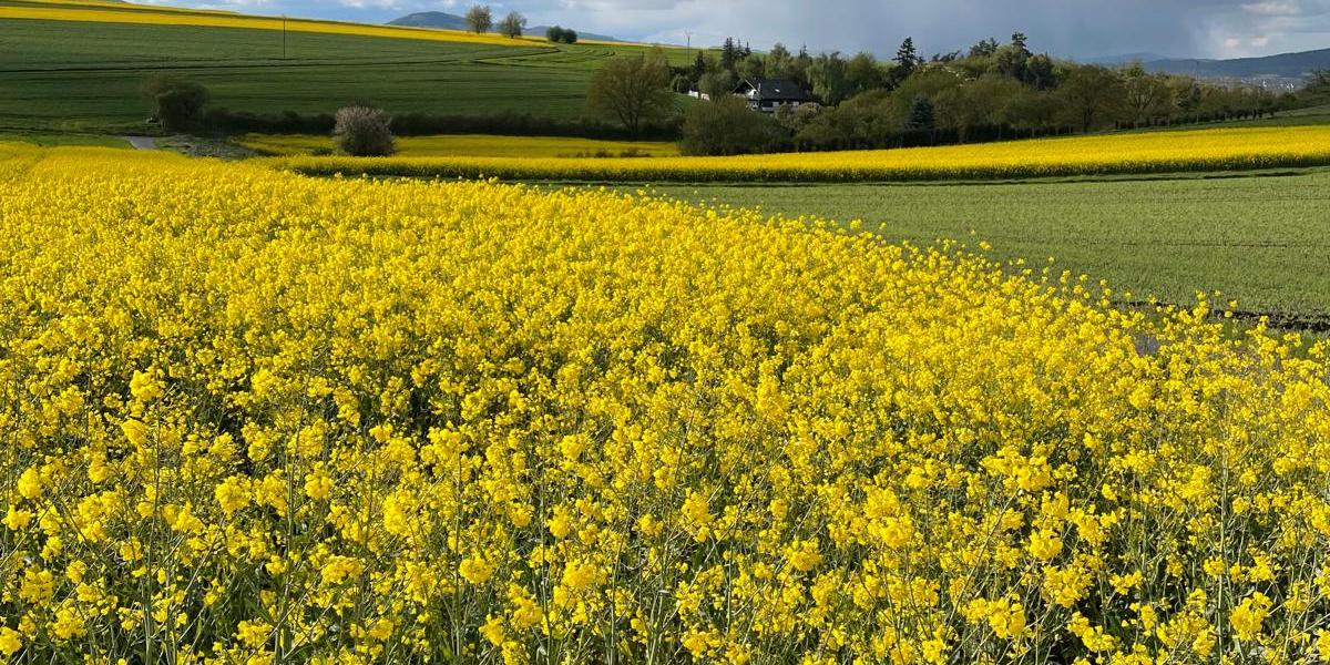 Blick über ein gelb blühendes Rapsfeld