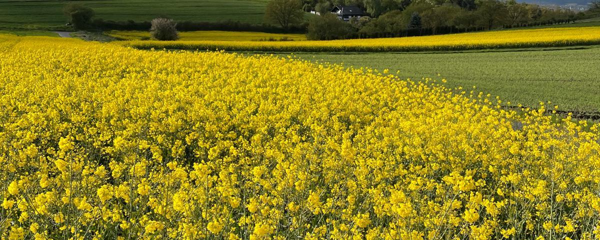 Blick über ein gelb blühendes Rapsfeld