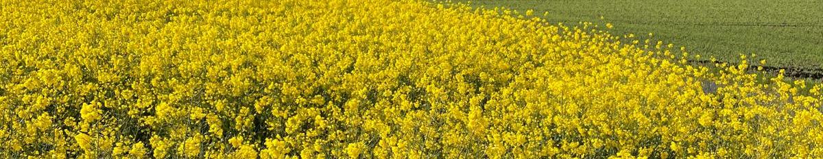 Blick über ein gelb blühendes Rapsfeld