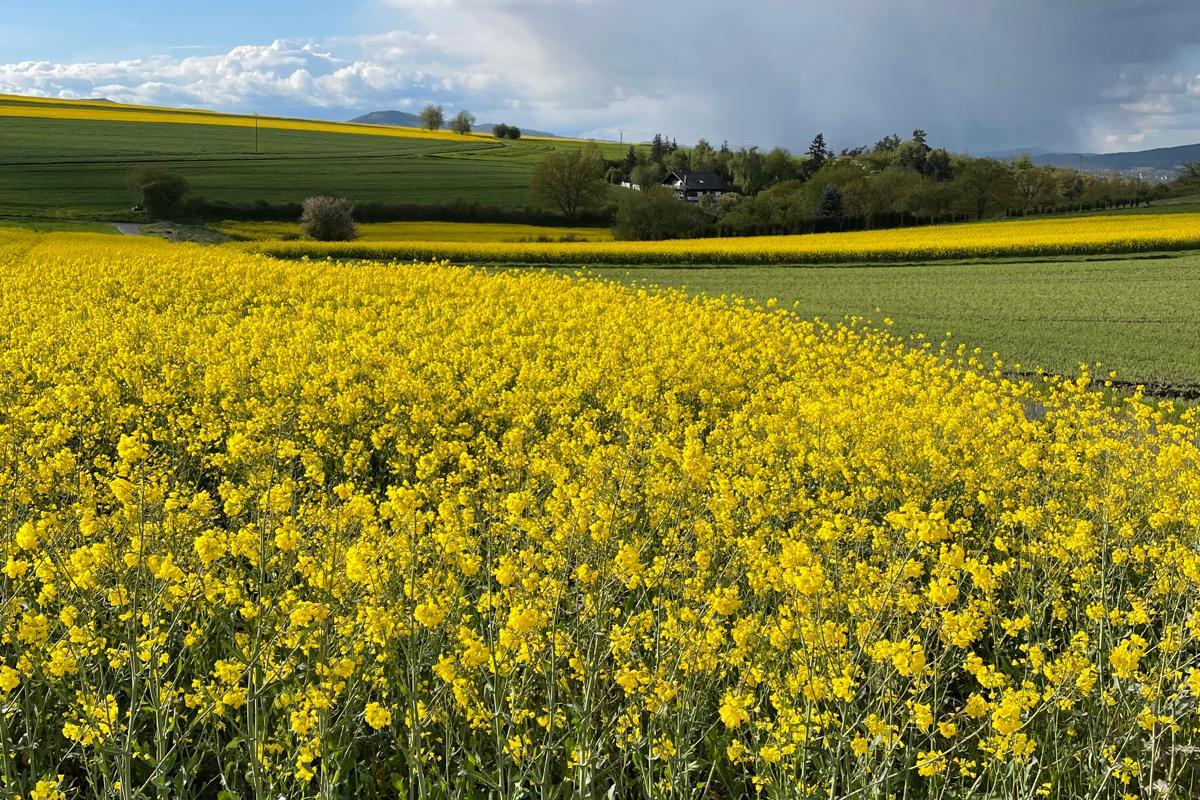 Blick über ein gelb blühendes Rapsfeld